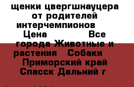 щенки цвергшнауцера от родителей интерчемпионов,   › Цена ­ 35 000 - Все города Животные и растения » Собаки   . Приморский край,Спасск-Дальний г.